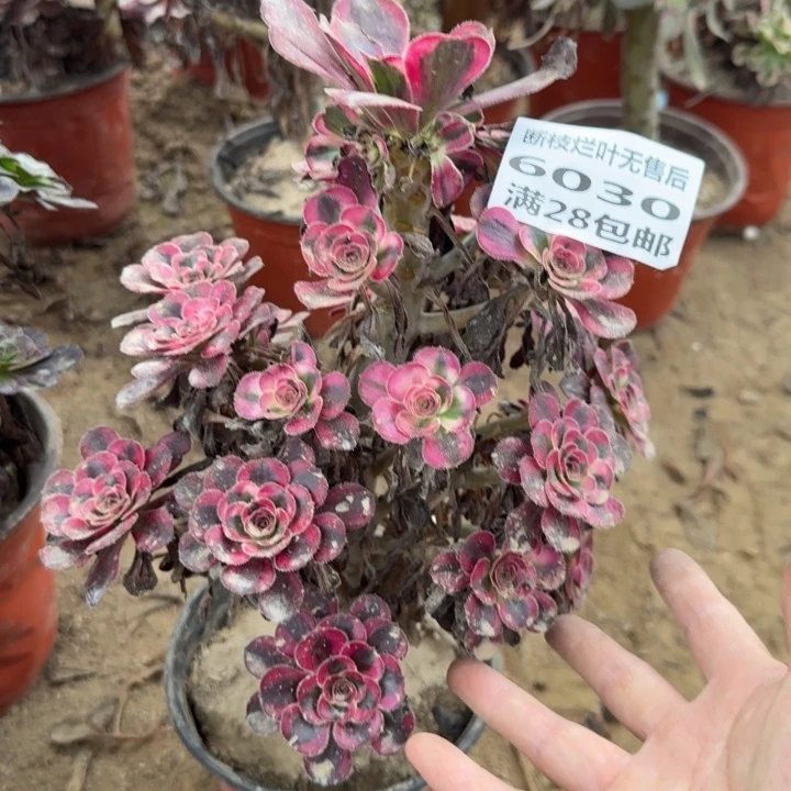 6030二号棚香奈尔C