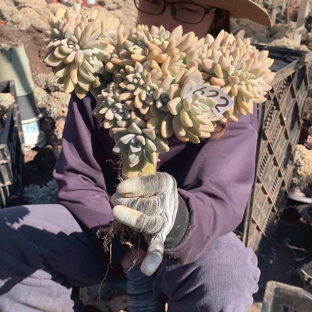 622 淡雪缀 一物一拍