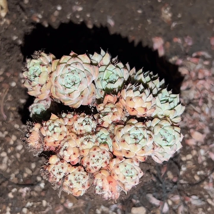 无花朵杀菌剂牡丹朵缀。