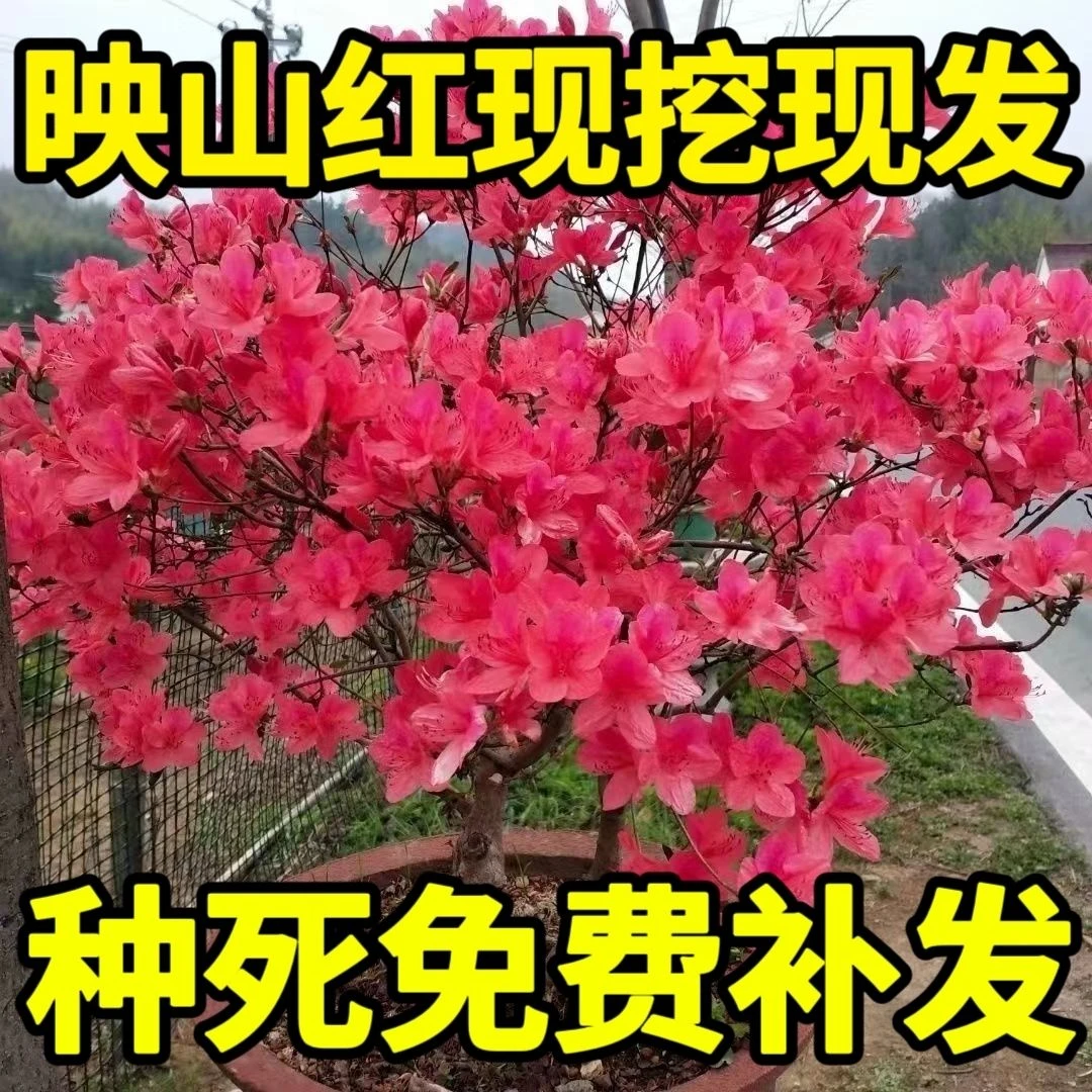 【包成活】耐寒热正宗映山红阳树苗庭院阳台地栽鸡血红盆栽室内外