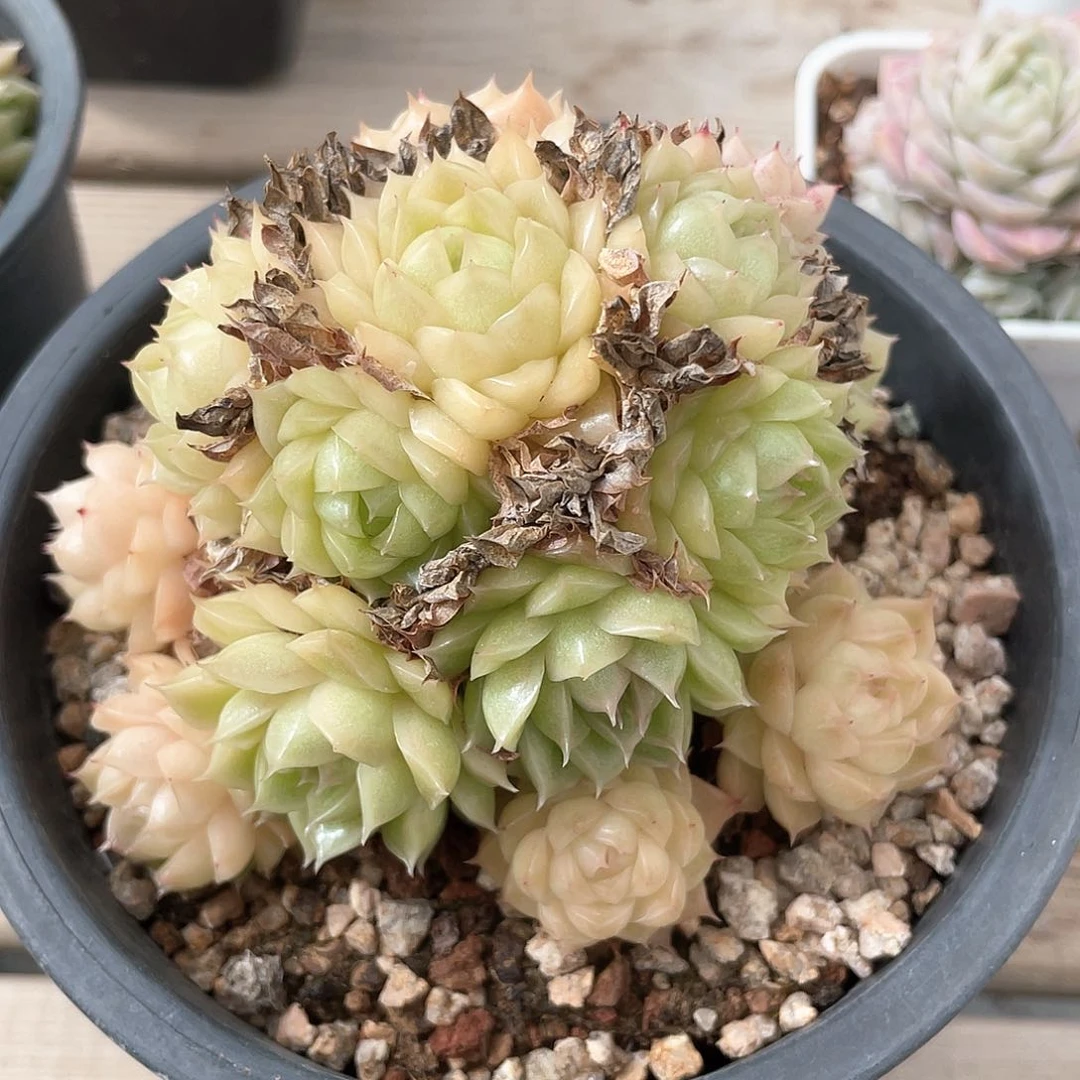 优选麦秆福利9261