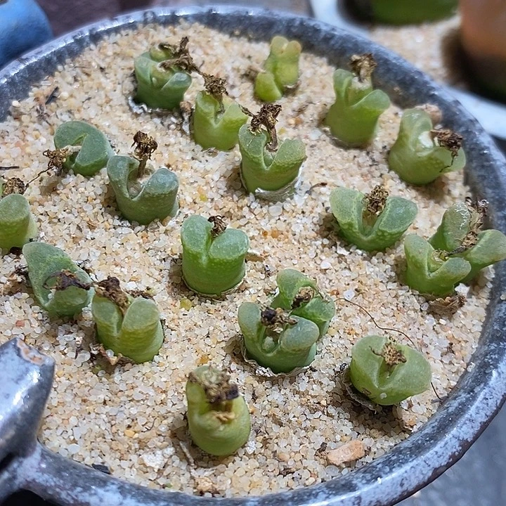 奶瓶风铃一组十颗。