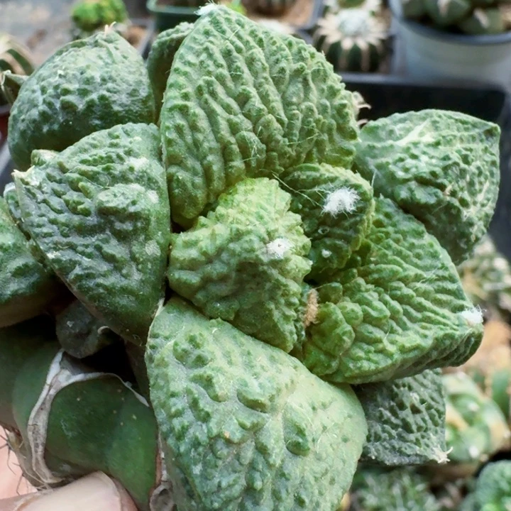 无花朵304烧卖尤超级哥斯拉