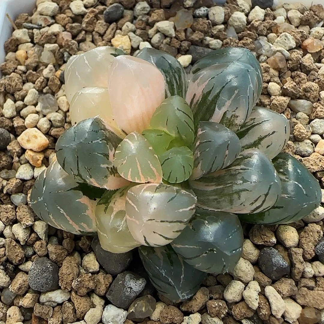 208号非组冰灯玉露锦4.5左右一物一拍带盆