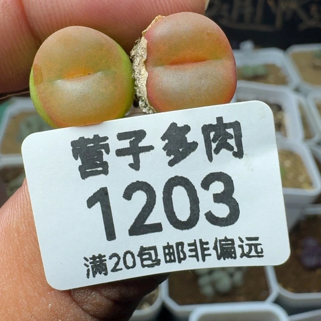 水蜜桃两颗