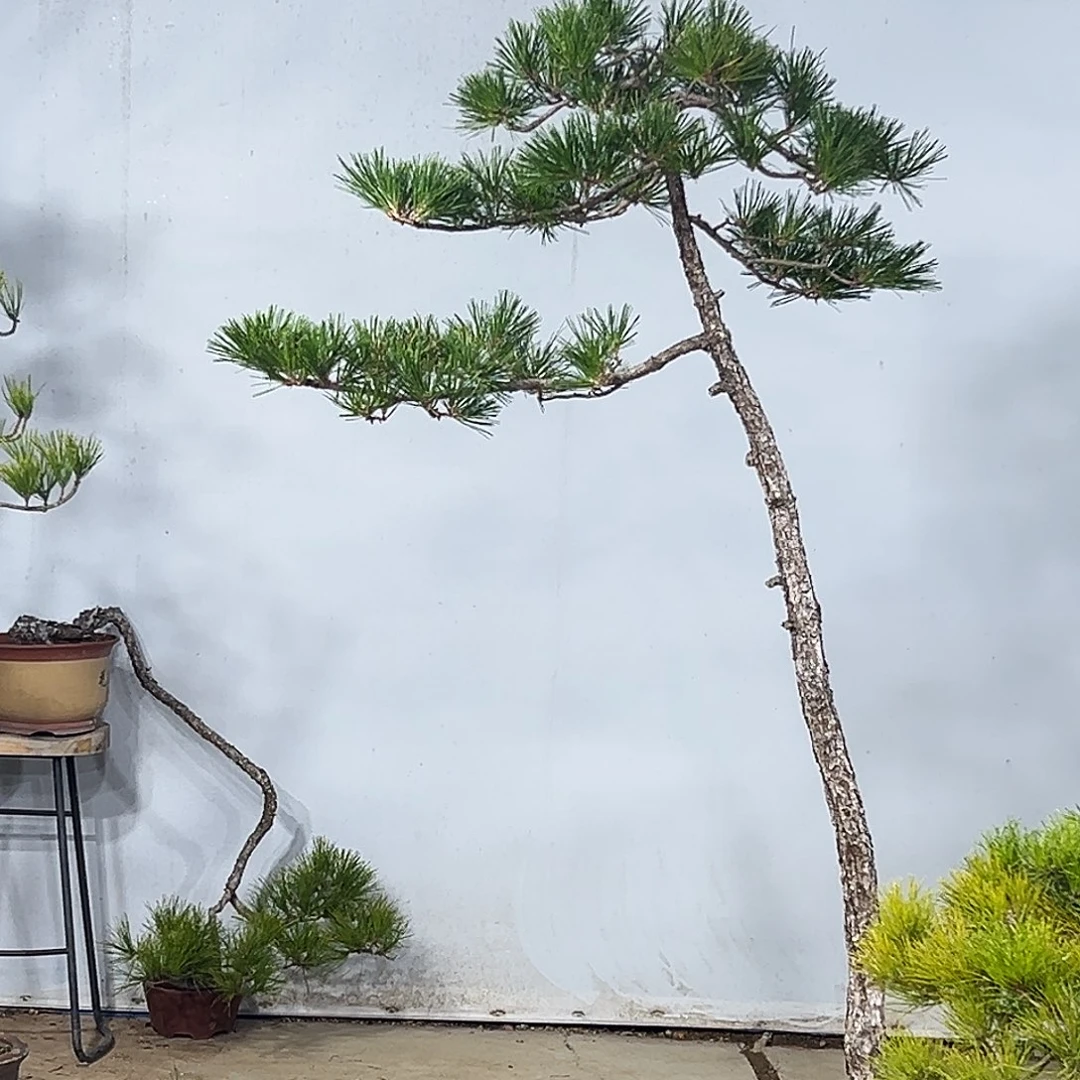 无花朵黄山松盆景园林设计