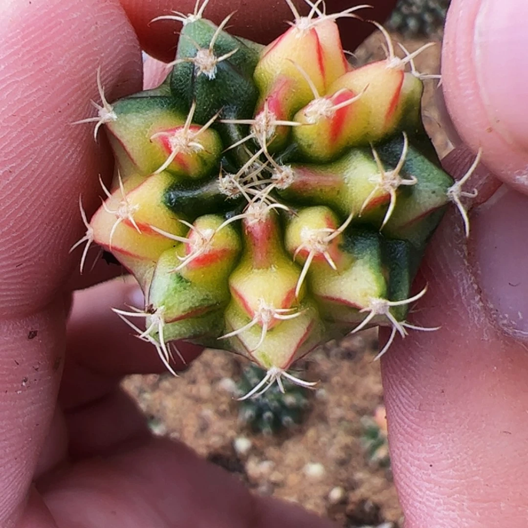 当前无花栽培后可以开花874