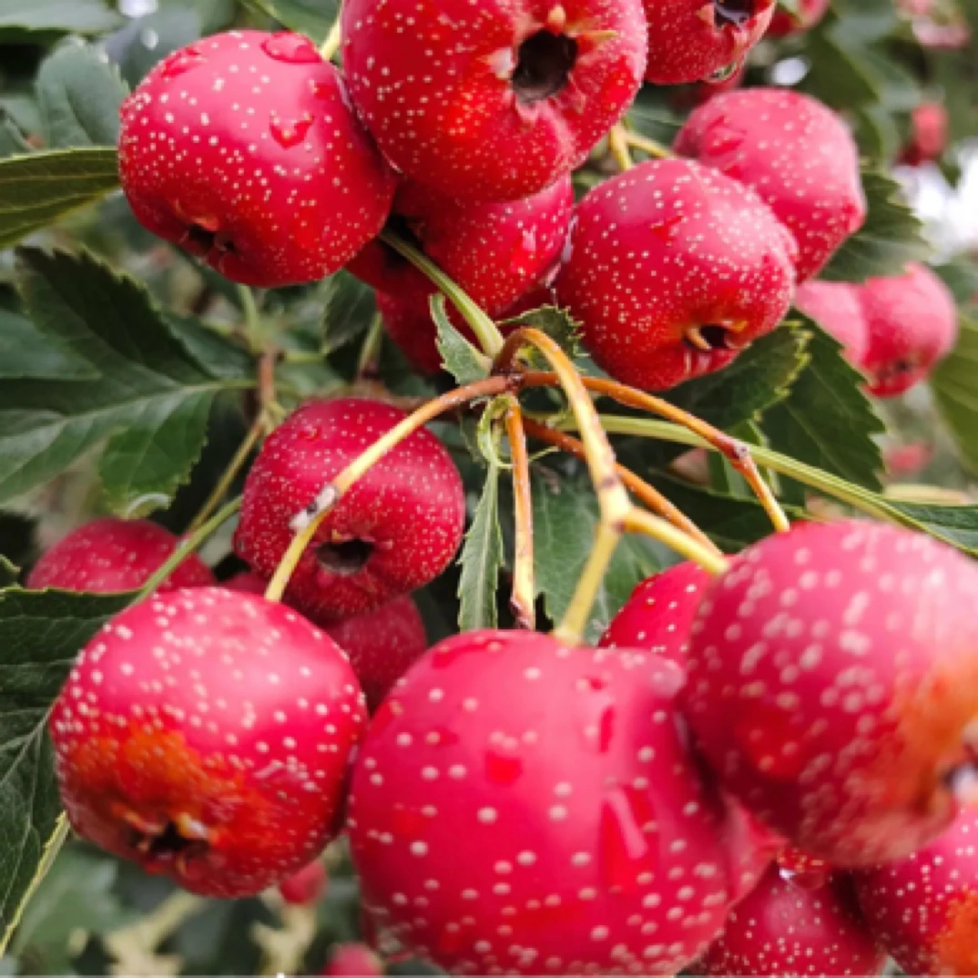 一物一拍一树一选树苗