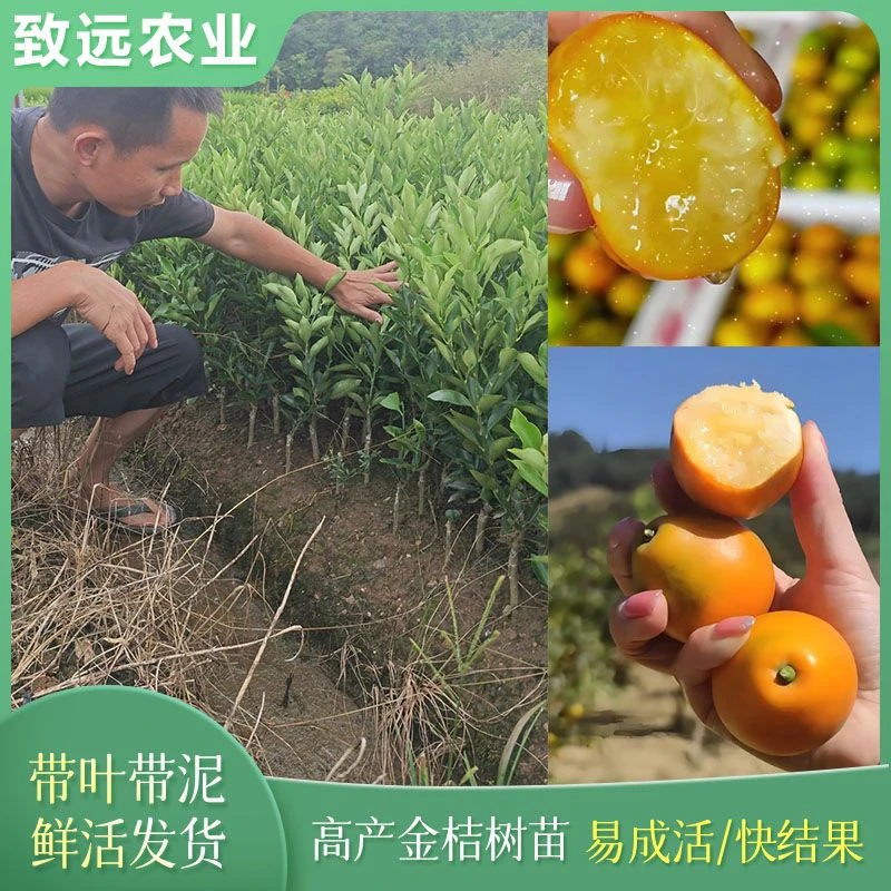 脆蜜金柑苗三代纯甜不辣口二代滑皮金桔脆皮四季结果可盆栽地栽