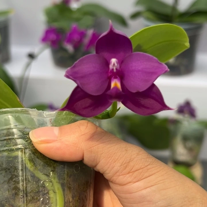 大部分开放少量花苞2.5寸杯BKH2247 花神降临