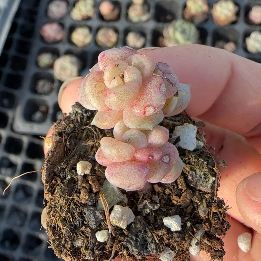 小卡拉米糖心一物一拍