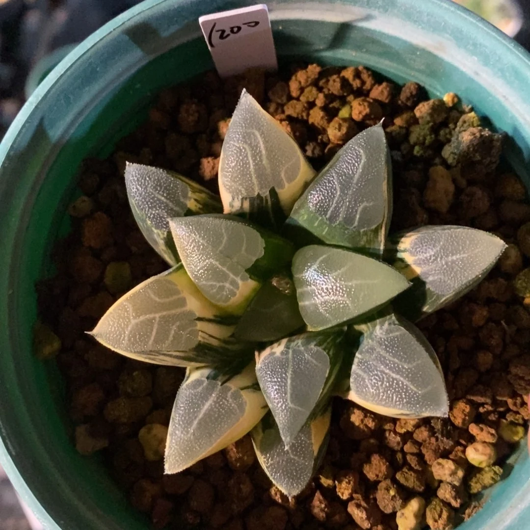 一颗实生克锦  元旦福利