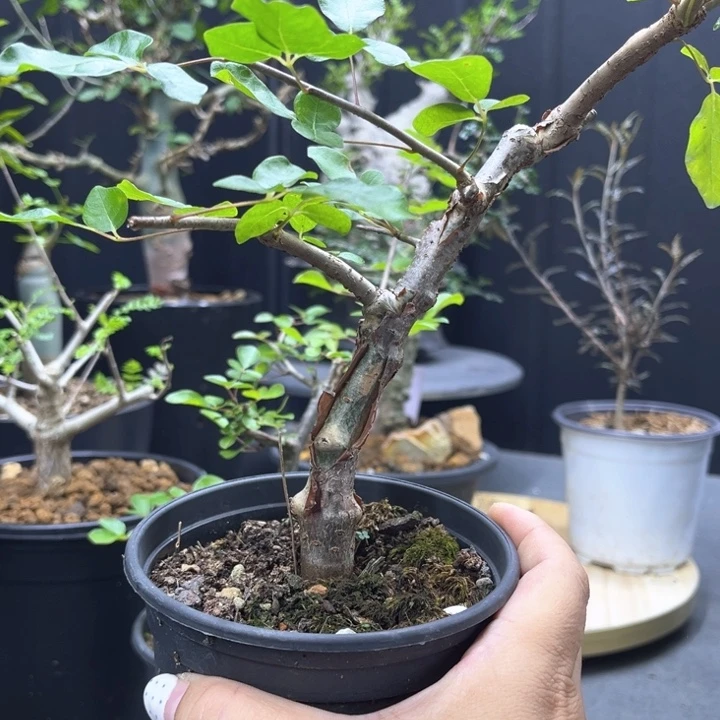 河****哥奥比克橄榄一物一拍