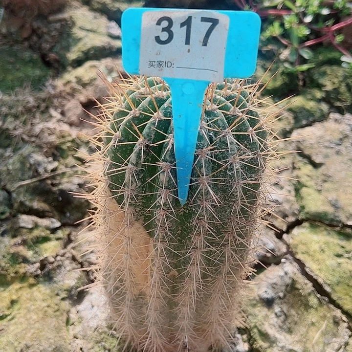 呼***呼毛花柱清清一号带根   317