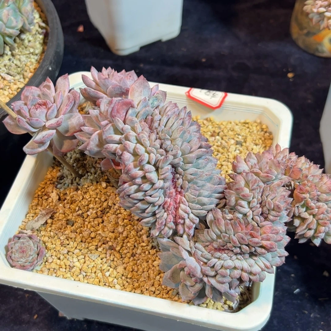 新年快乐 新年快乐