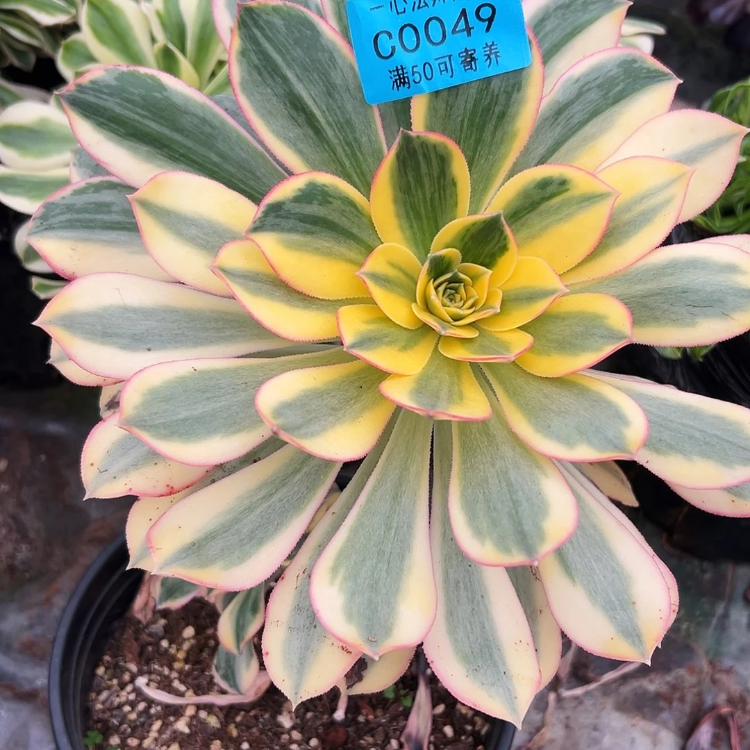 多肉植物0049灿烂法师