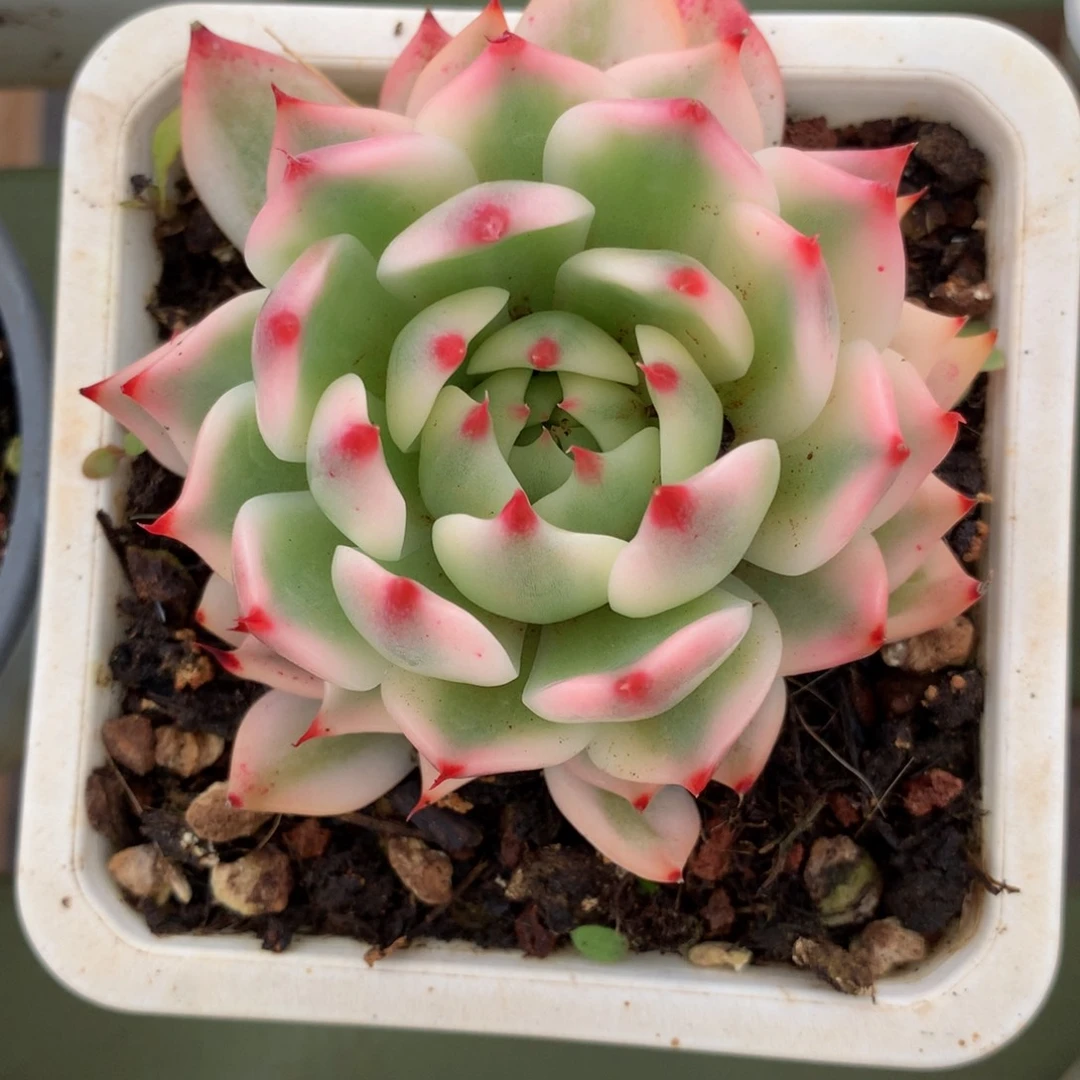 H****y吉娃娃锦锦上园艺一物一拍