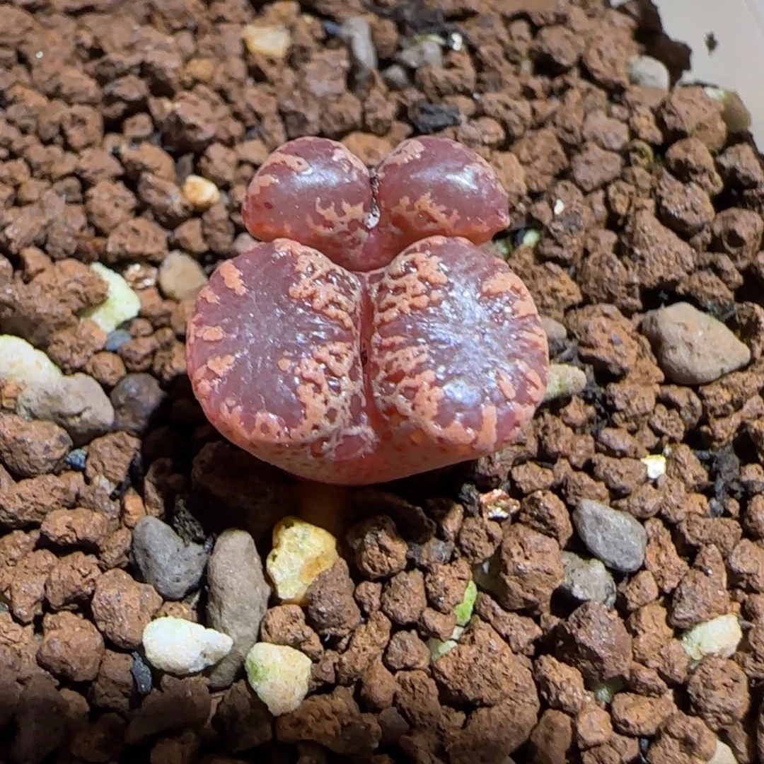 肉锥多肉植物百科-3km勋章672