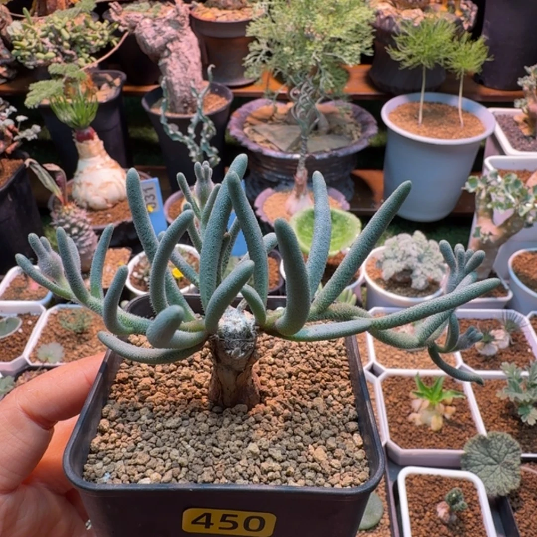 淡青霜450 仙人掌