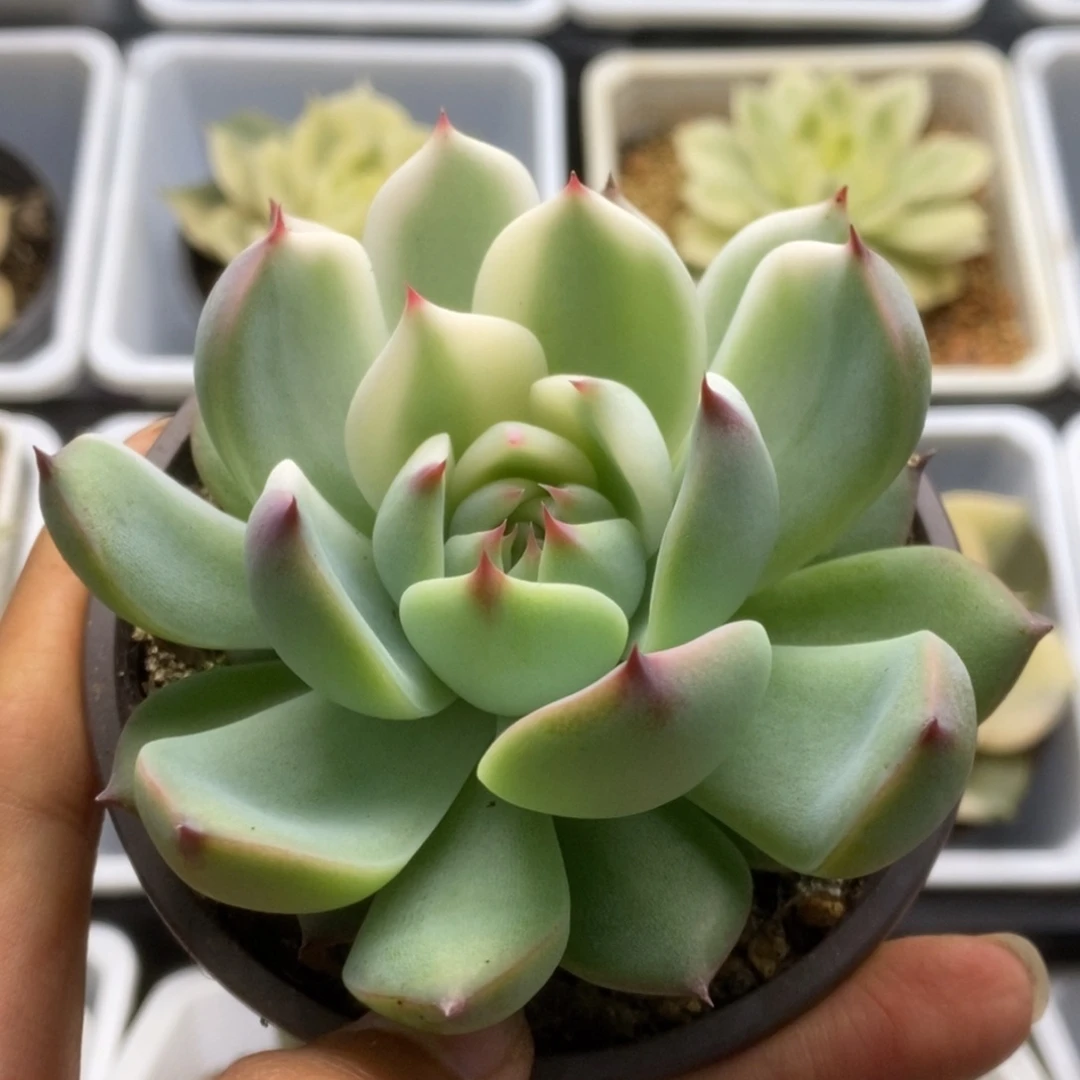 406锦锦锦锦锦锦锦锦锦