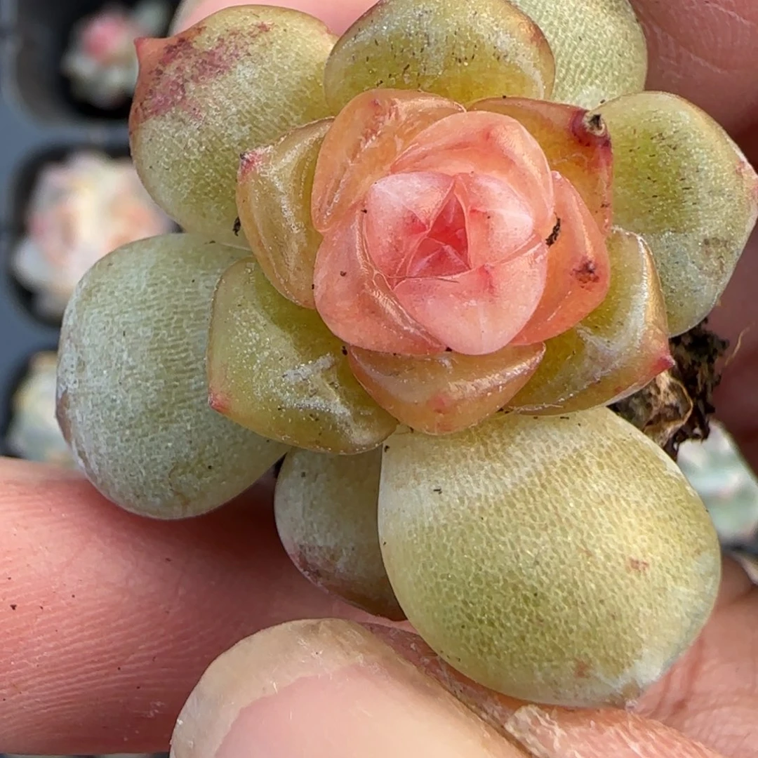 小卡拉米糖心一物一拍