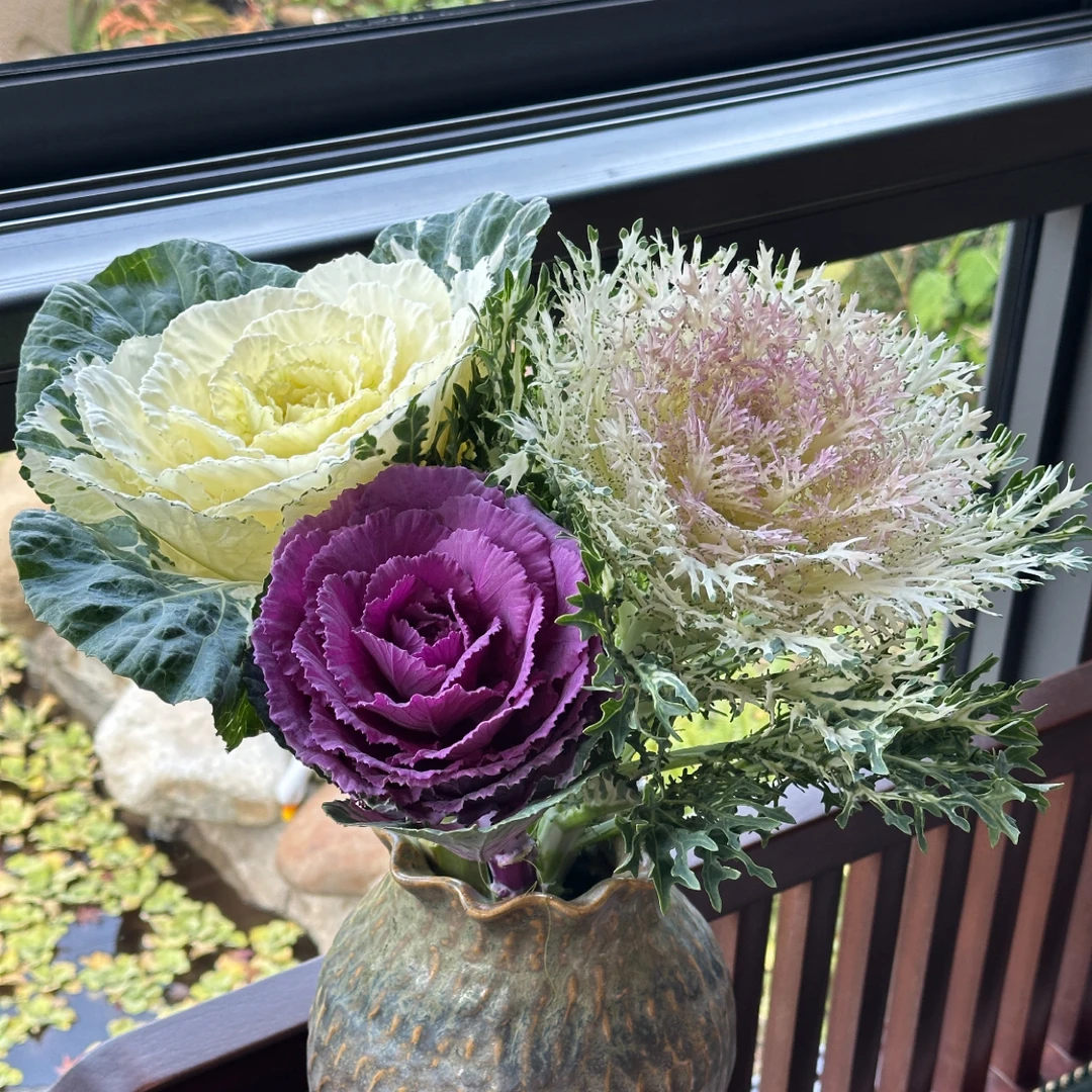 【原创花束】稀有花束羽衣甘蓝