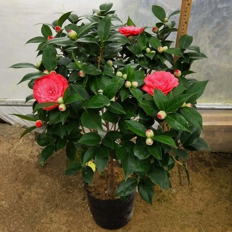 四季茶花树苗带花苞盆栽室内外绿植花卉耐寒耐热好养易活