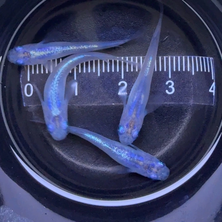 青鳉鱼水滴35号青鳉