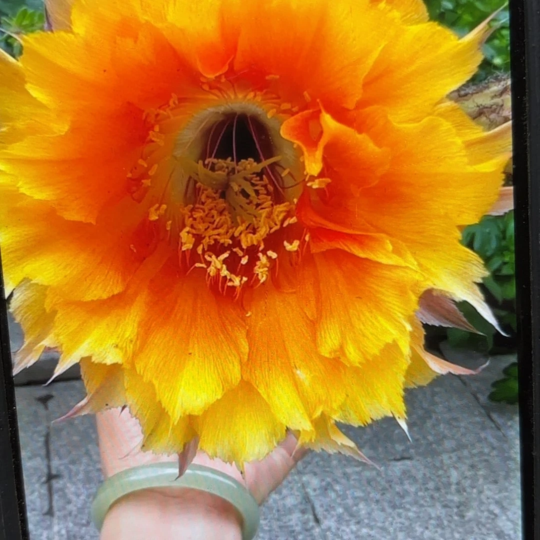 风舞彩侧牙20包邮仙人球14