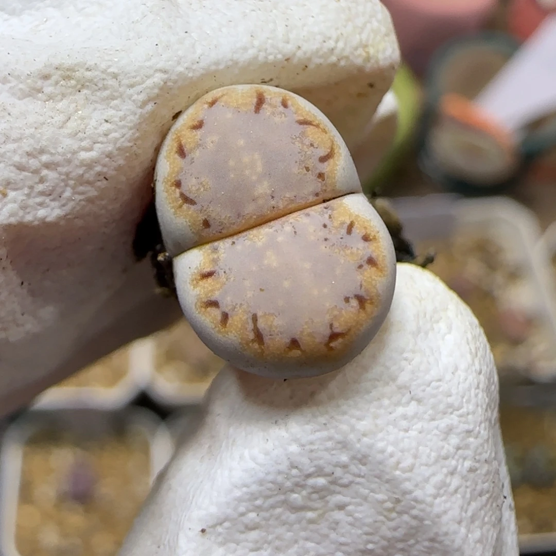 11.9 .1621.6糖霜饼干.9064