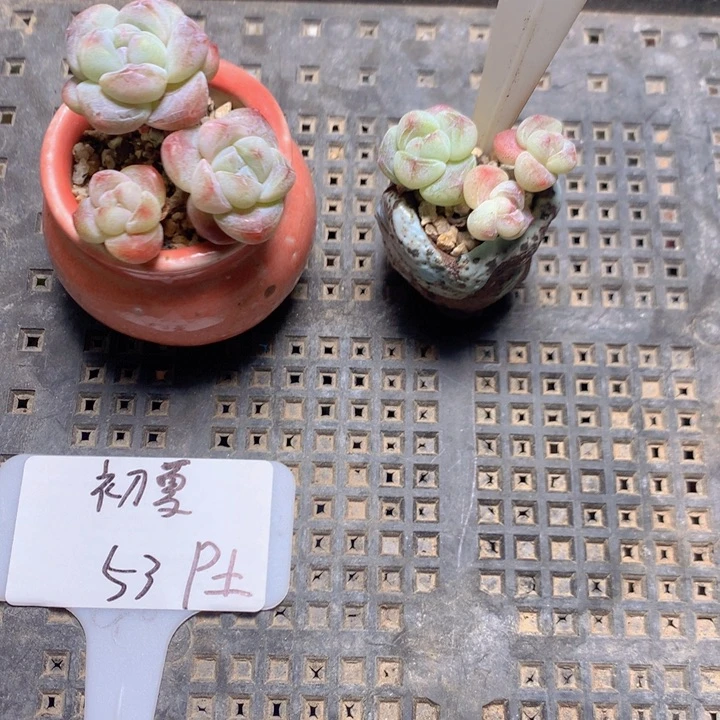 初夏带盆土发冰玉