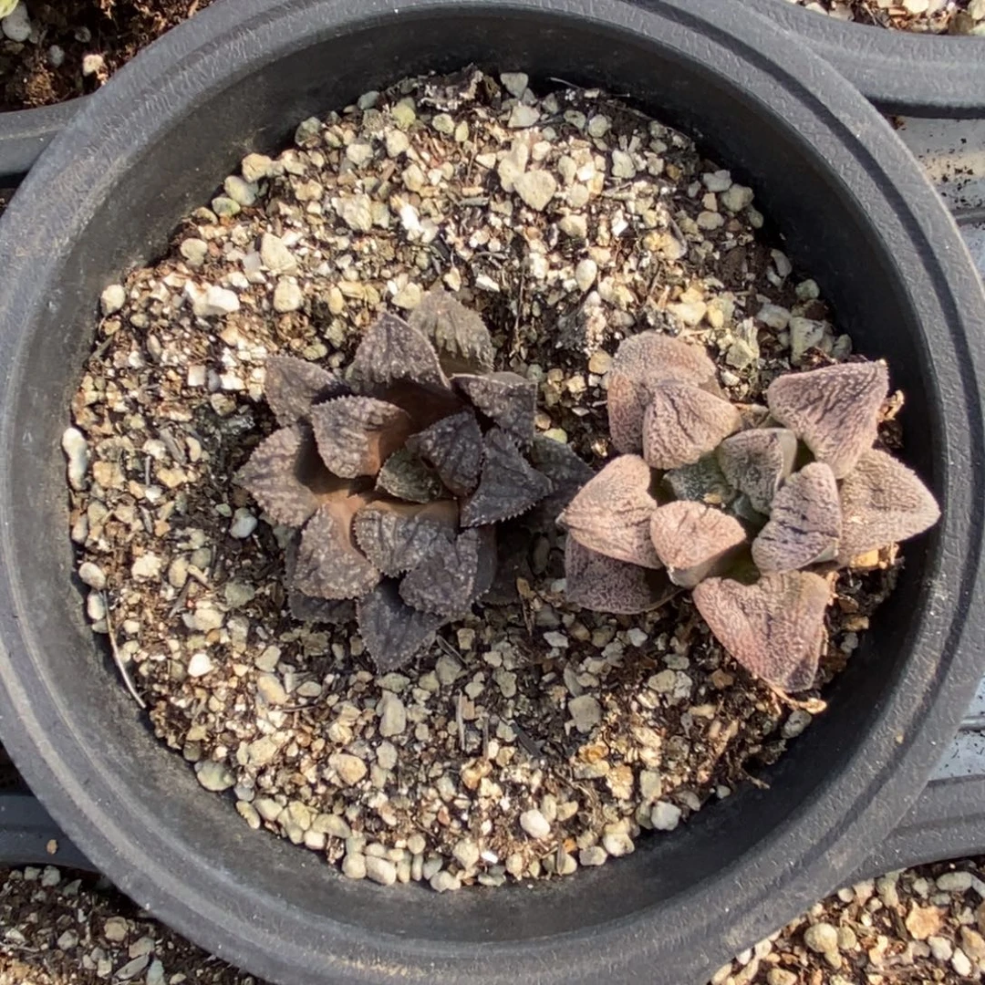 A***11645 两颗一起 福利