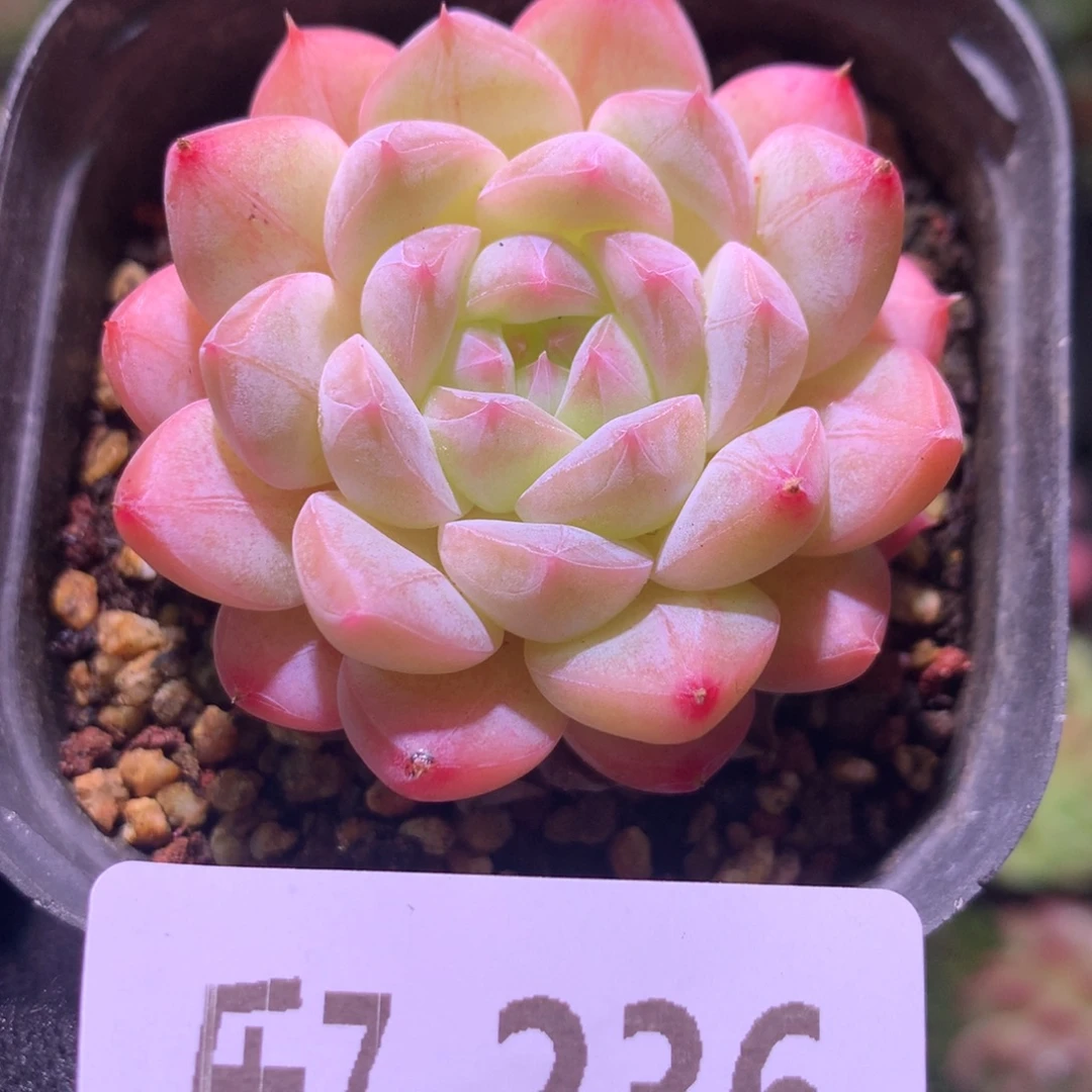 乐然 7-236 白桃汽水