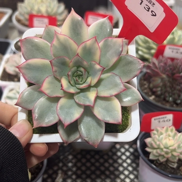 139号月光女神锦多肉植物