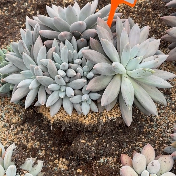多肉植物哥特群504