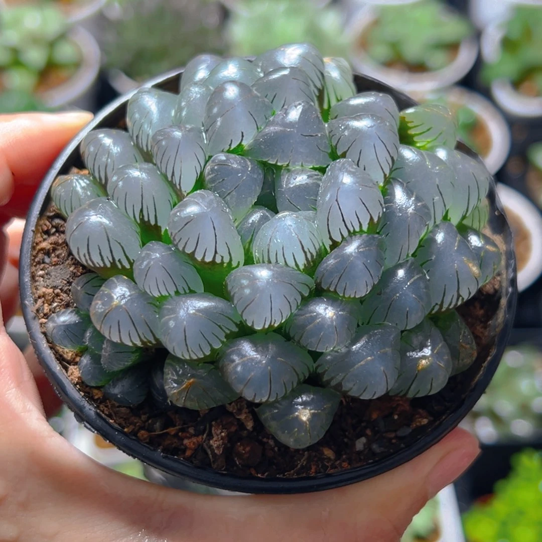 戒***躁3817多肉植物一颗多肉