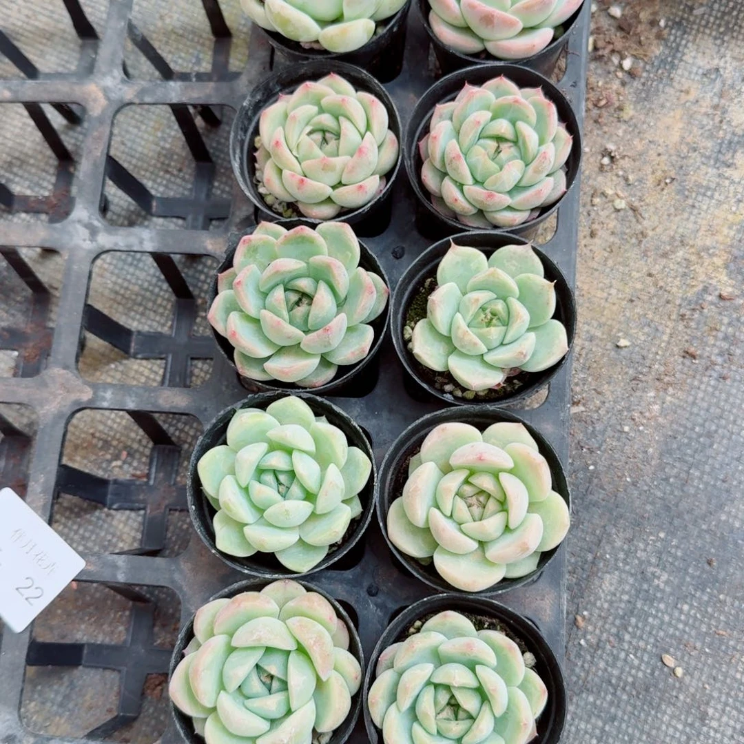未上状态绿珍妮十棵量拍5-22