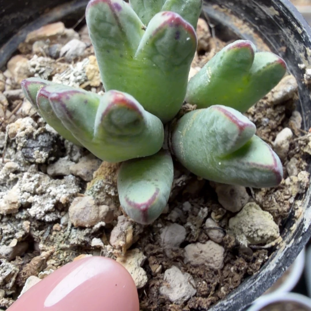 985猪蹄母本一盆344号