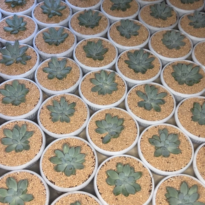 煲***哈超胖体哥特萝莉量