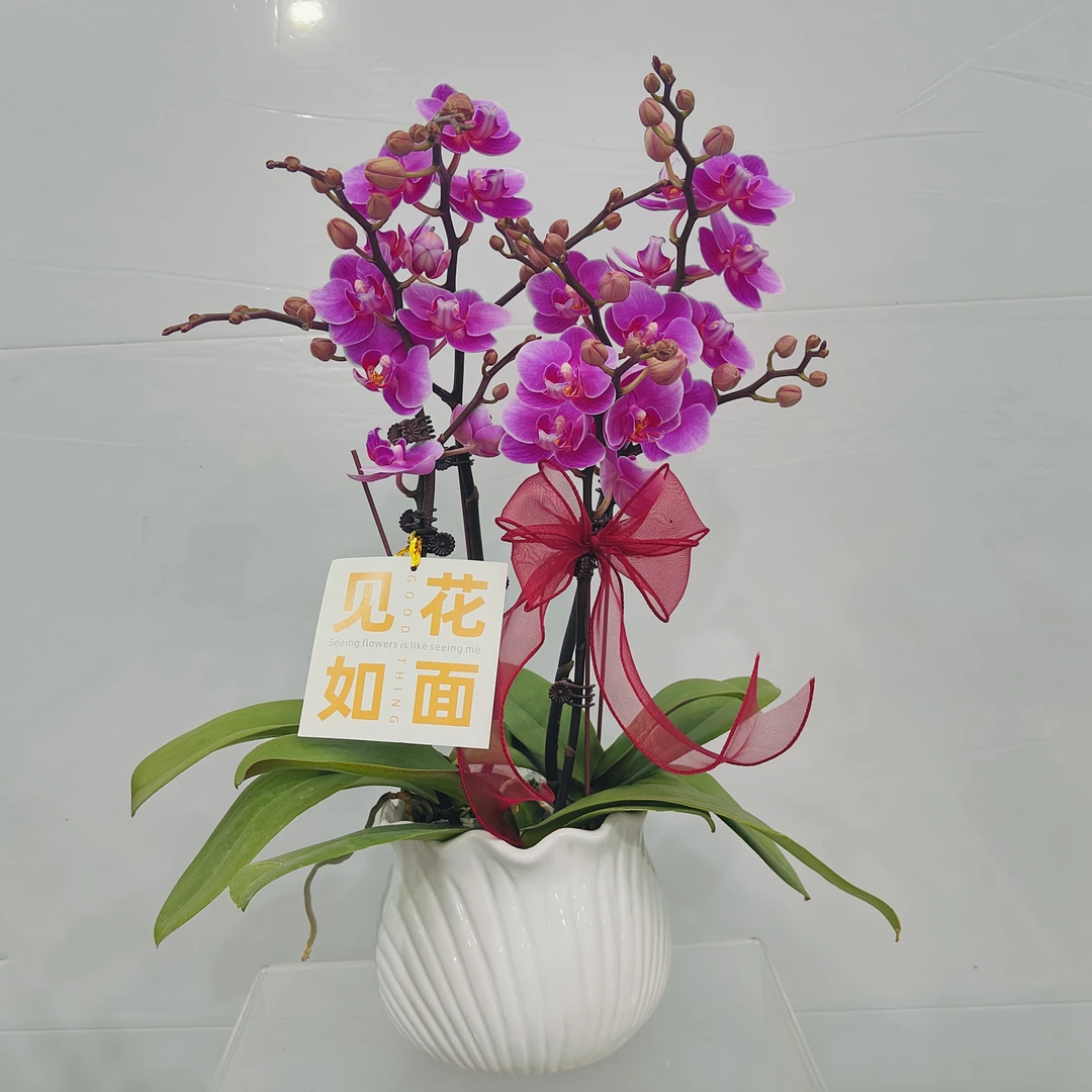 【骄阳】蝴蝶兰鲜花精致组盆 开花株 室内绿植 养兰基地直发