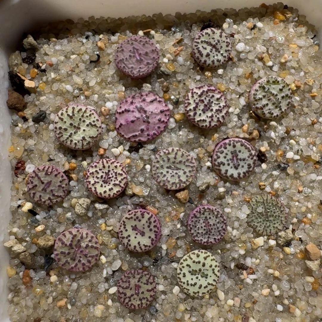 0704-02福利泡泡安贞彩套