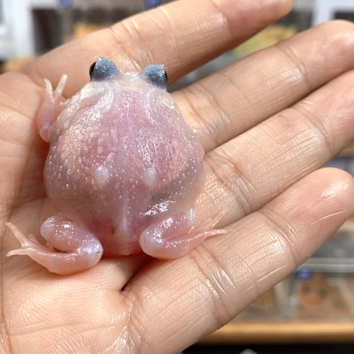 歪***歪角蛙554号三基因黑魔粉雪