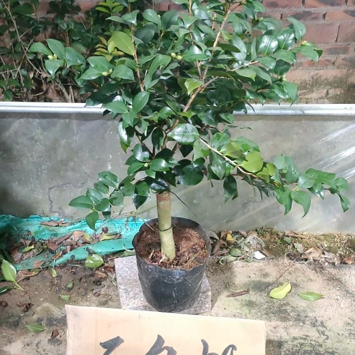 王冠原盆原土发货914