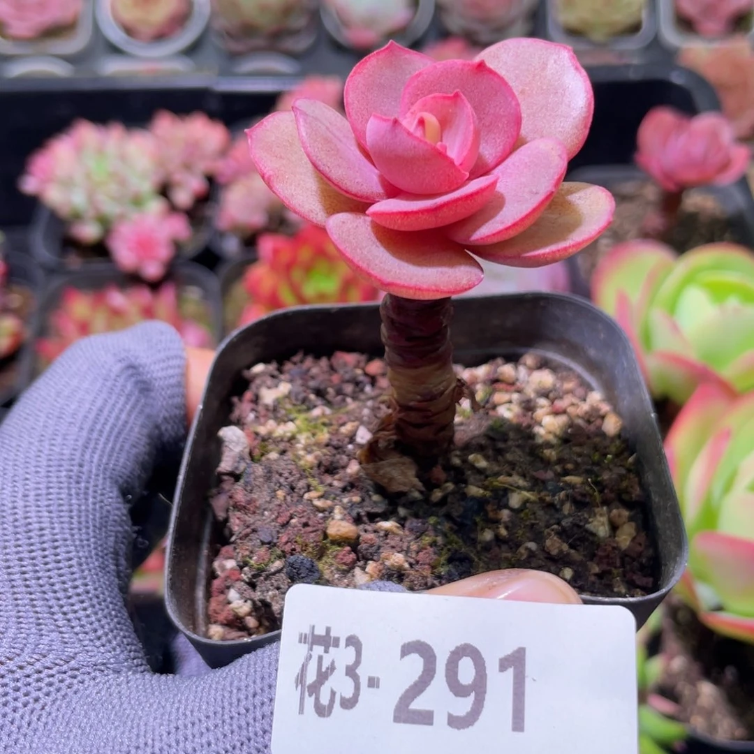 花利美3-291秀妍