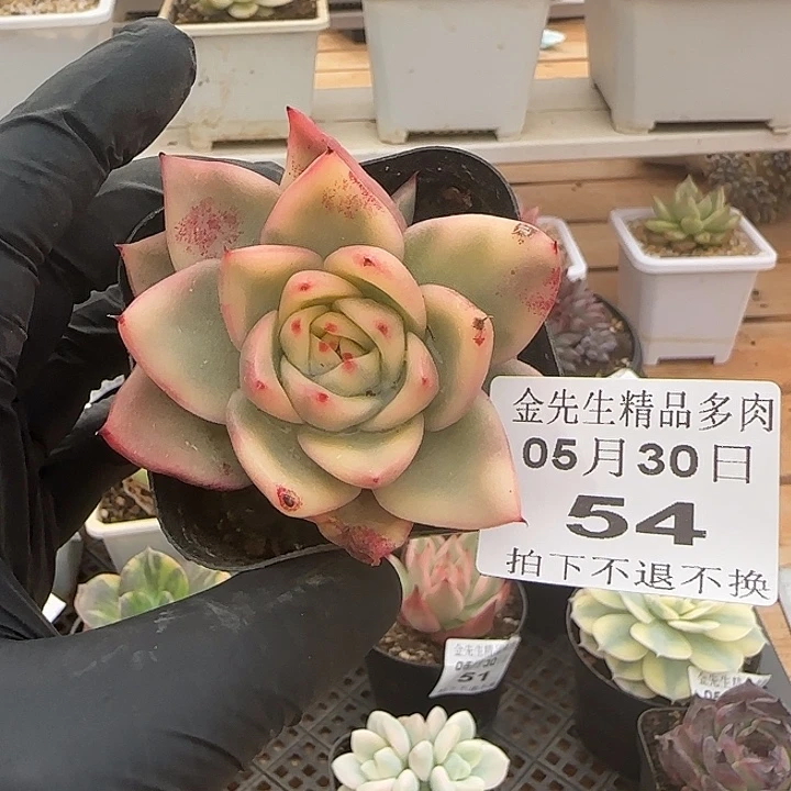 0530-54不鲁门卡锦