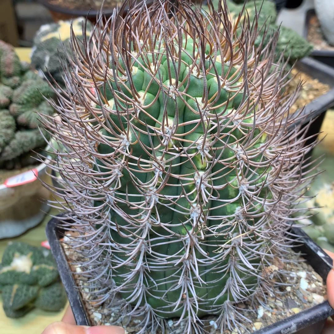 39号 自根 逆豹 整体13.5公分