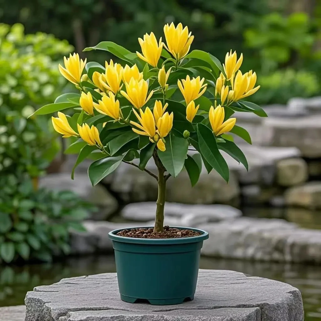 白兰花盆栽好养易活室内外庭院绿植四季开花驱蚊花卉植物耐热耐寒