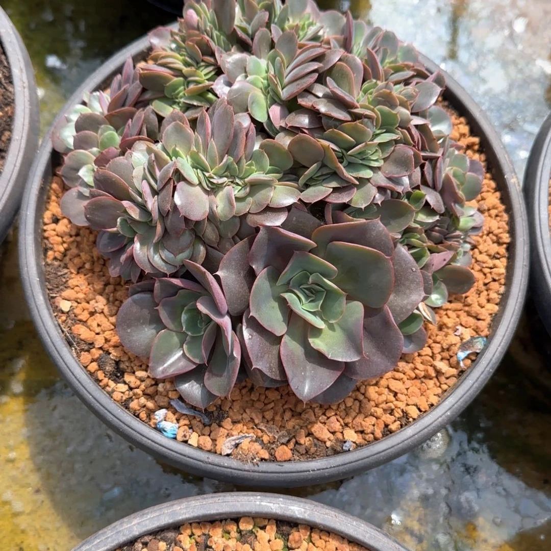 焦***丁多肉植物多肉植物