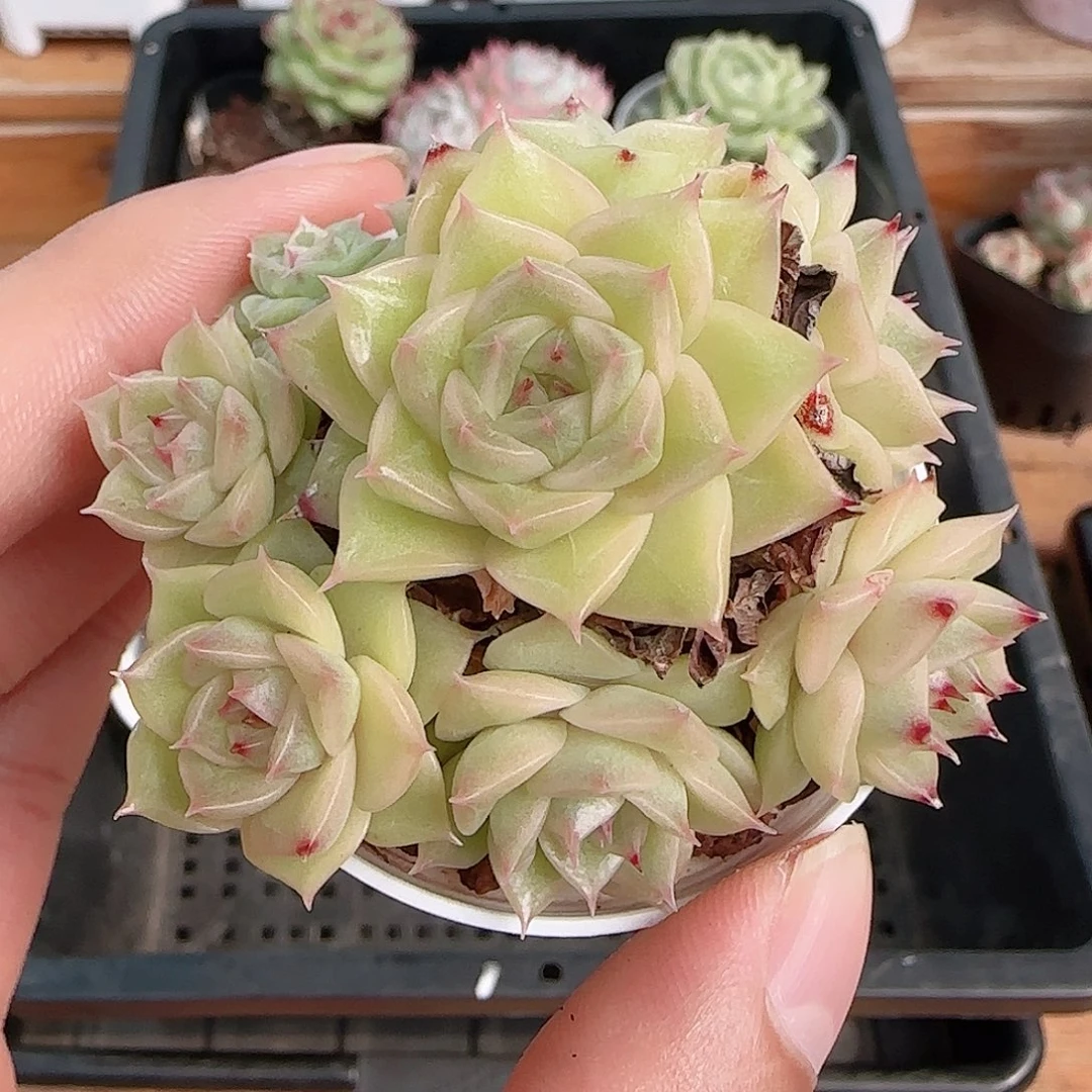 1107----363麦秆群