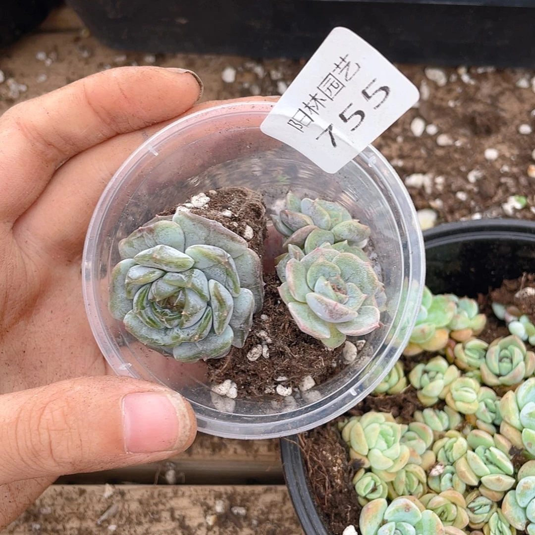 +***～多肉植物多肉植物755